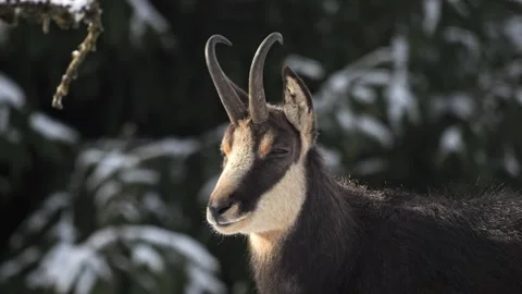 🎬 Title Alpine Chamois in Snow-Covered Mountains – 4K Cinematic Wildlife Видео 320836001