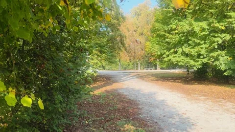 Title: Autumn Pathway in Park with Trees and Sunlight. 库存影片 319503662