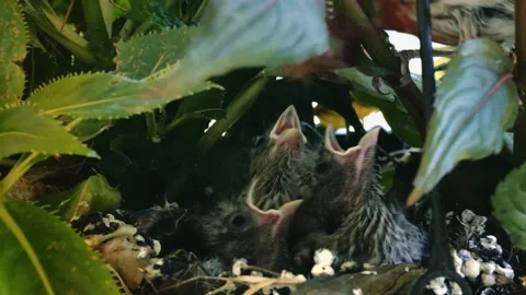 Title: Backyard Wildlife: Mother Cardinal Nesting in Hanging Porch Stock Footage 340045281