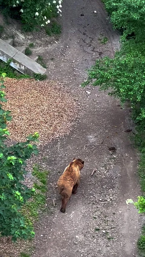 Title Brown bear walking along a dirt path at Bear Park in Bern Switzerland Stock Footage 330895723