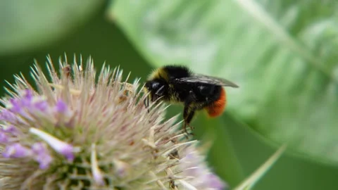 Title: Bumblebee's Nectar Quest Stock Footage 313934258