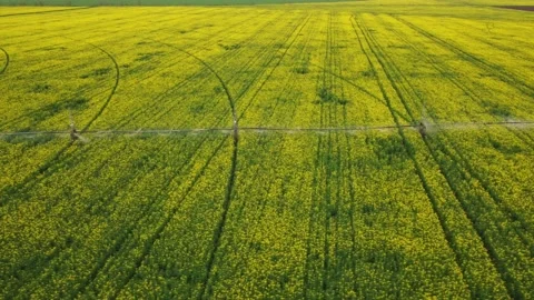 Title: Center pivot irrigation system on a yellow rapeseed field aerial view Stock Footage 154395872
