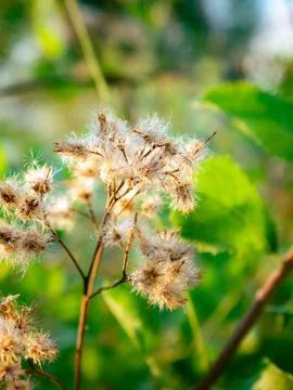 Title: Close up of multiple dried fluffy seedheads with cotton-like white f.. 스톡 사진