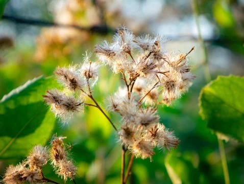 Title: Close up of multiple dried fluffy seedheads with cotton-like white f.. 写真素材