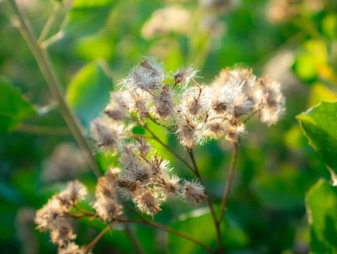 Title: Close up of multiple dried fluffy seedheads with cotton-like white f.. Foto stock