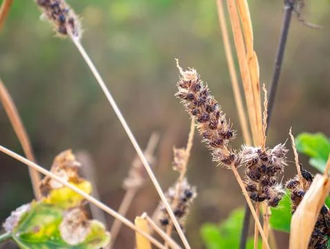 Title: Dried dark blue or black compact flower seedhead on thin dried grass.. Stock Photos