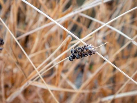 Title: Dried dark blue or black compact flower seedhead on thin dried grass.. Foto stock