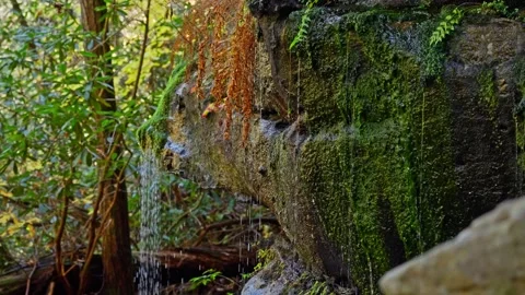 Title Emerald Veil: A Mossy Rock Face Sheds Gentle Rain in a Lush Forest Video stock 323975604