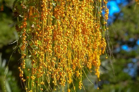 Title: Golden Cascade of Nature: Vibrant Yellow Berries in Sunlight Stock Photos