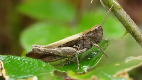Title: Grasshopper in Still Green Stock Footage 313985328