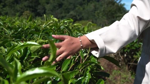 Title: Harvest Time: Hand-Picking Premium Tea Видео 339274050