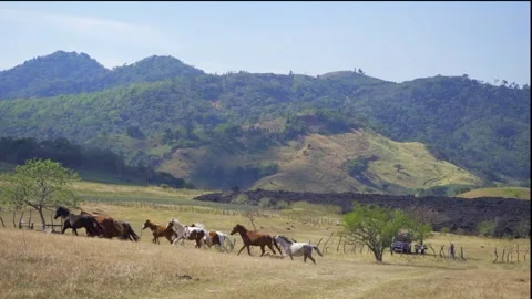 Title Herd of Horses Galloping Between Mountains  Description Dynamic scene of a Stock Footage 293182173