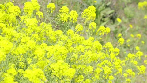 Title: Honeybee flying over yellow canola flower field in Odawara, Japan. 4K Stock Footage 328627851