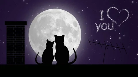 Title I love you. Two cats on the roof and the moon Stock Footage 89416338