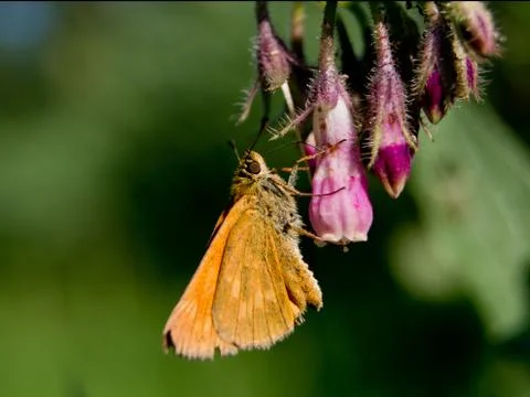 Title The large skipper (Ochlodes sylvanus) Stock Photos