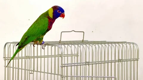 Title: Lorikeet also called Lori for short, are parrot-like birds with colorful  Stock Footage 246498459