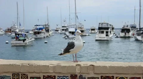 Title Menu: Seagull at Marina Stock Footage 8772756