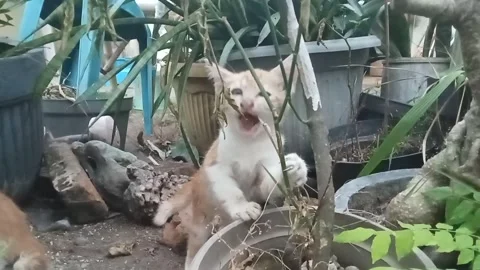 Title: "Mischievous Cat: When Cats Attack Plants!" Stock Footage 242590950