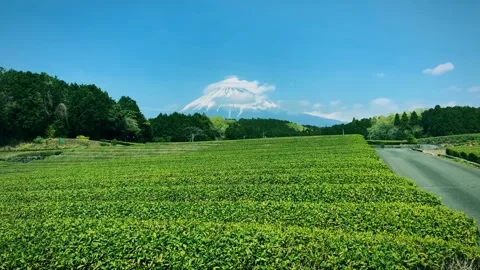 Title: Obuchi Sasaba: Lush Tea Fields and Mount Fuji Stock Footage 343657893