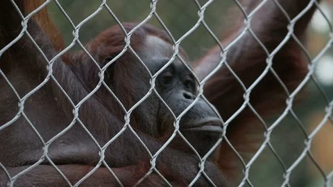 Title Orangutan Making Faces Stock Footage 93387257