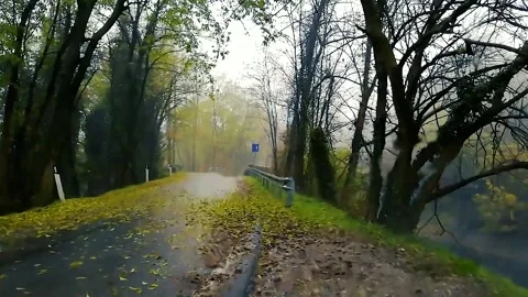 Title: Rainy Road Lined with Lush Green Trees Vídeos de archivo 337786023