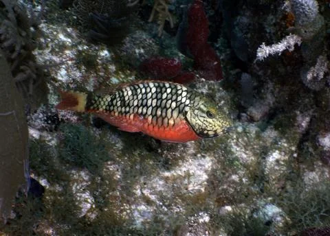 Title Reef Grazer: Initial Phase Stoplight Parrotfish on a Key Largo Coral Reef 스톡 사진