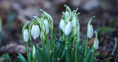 Title: Snowdrops Blooming in Park Kasprowicza Szczecin with Zoom Movement Stock-Footage 343570047