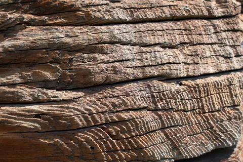 Title: The texture of an old tree. Can be used as background Stock Photos