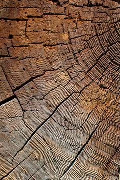 Title: The texture of an old tree. Can be used as background Stock Photos