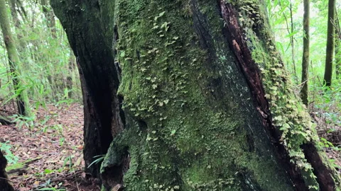 Title up view of moss-covered tree trunk inside the ancient primeval forest of Stockbeeldmateriaal 345138377