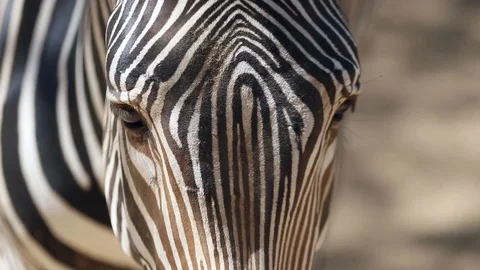 Title Zebra Face Close-Up Stock Footage 97983980
