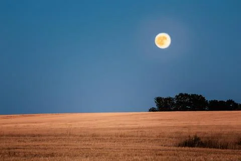 Title:.Large full moon shining over a harvested wheat field with golden str.. Stock Photos