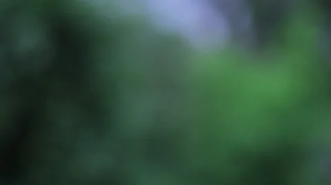 Titling: Blurs of Nature Stock Footage 38420608