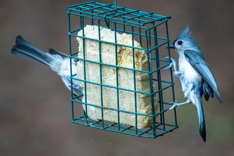 Titmice on a Feeder Stock Photos