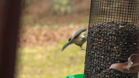 Titmouse and Chickadee at Feeder Video stock 236634919