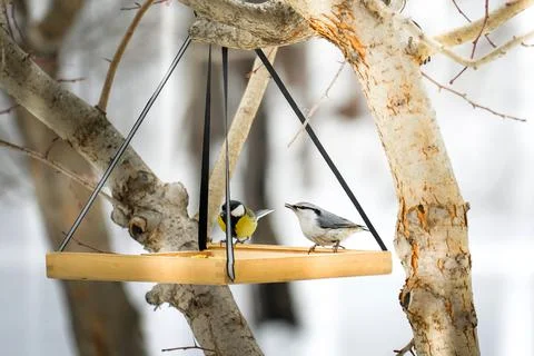 A titmouse and nuthatch have dinner in winter on a wooden feeder Foto stock