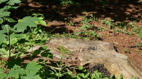 Titmouse and nuthatch on hemp together. Video stock 116709948