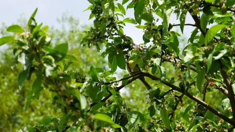 A titmouse on an apple tree branch with a worm in its beak Stockbeeldmateriaal 242165072