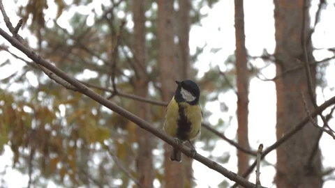 Titmouse in the autumn coniferous forest. Stock Footage 71290353
