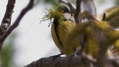 A Titmouse (Baeolophus) 스톡 동영상 126972060