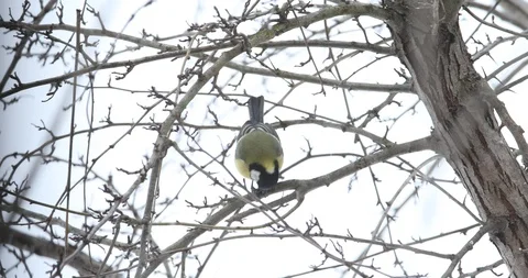 A Titmouse (Baeolophus) while eating a nut 스톡 동영상 126978638