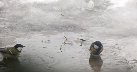 Titmouse bathes in a puddle Foto stock