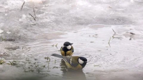 Titmouse bathes in a puddle Stock-Fotos