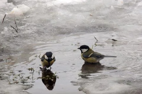 Titmouse bathes in a puddle Stock Photos