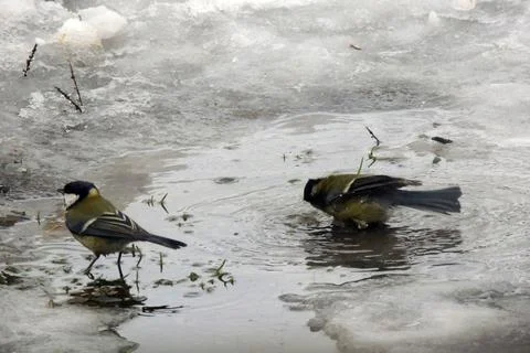 Titmouse bathes in a puddle Stock Photos
