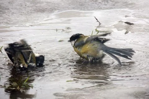 Titmouse bathes in a puddle Stock Photos
