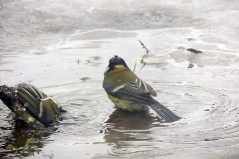 Titmouse bathes in a puddle Stock Photos