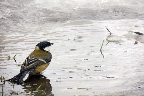 Titmouse bathes in a puddle Stock Photos