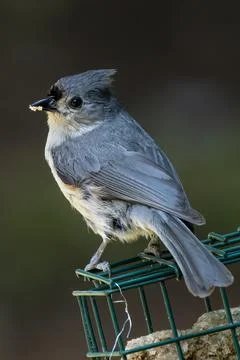 Titmouse With a Beakfull Stock Photos