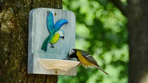 Titmouse at a beautiful bird feeder close-up Stock Footage 296014713
